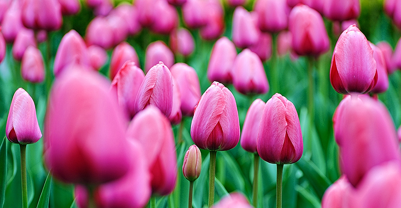 Make the most of Mother’s Day at home