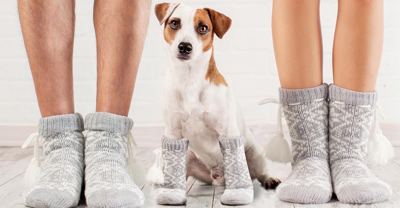 The Lounging Hound’s Top Tips For Dog Proofing Your New Home