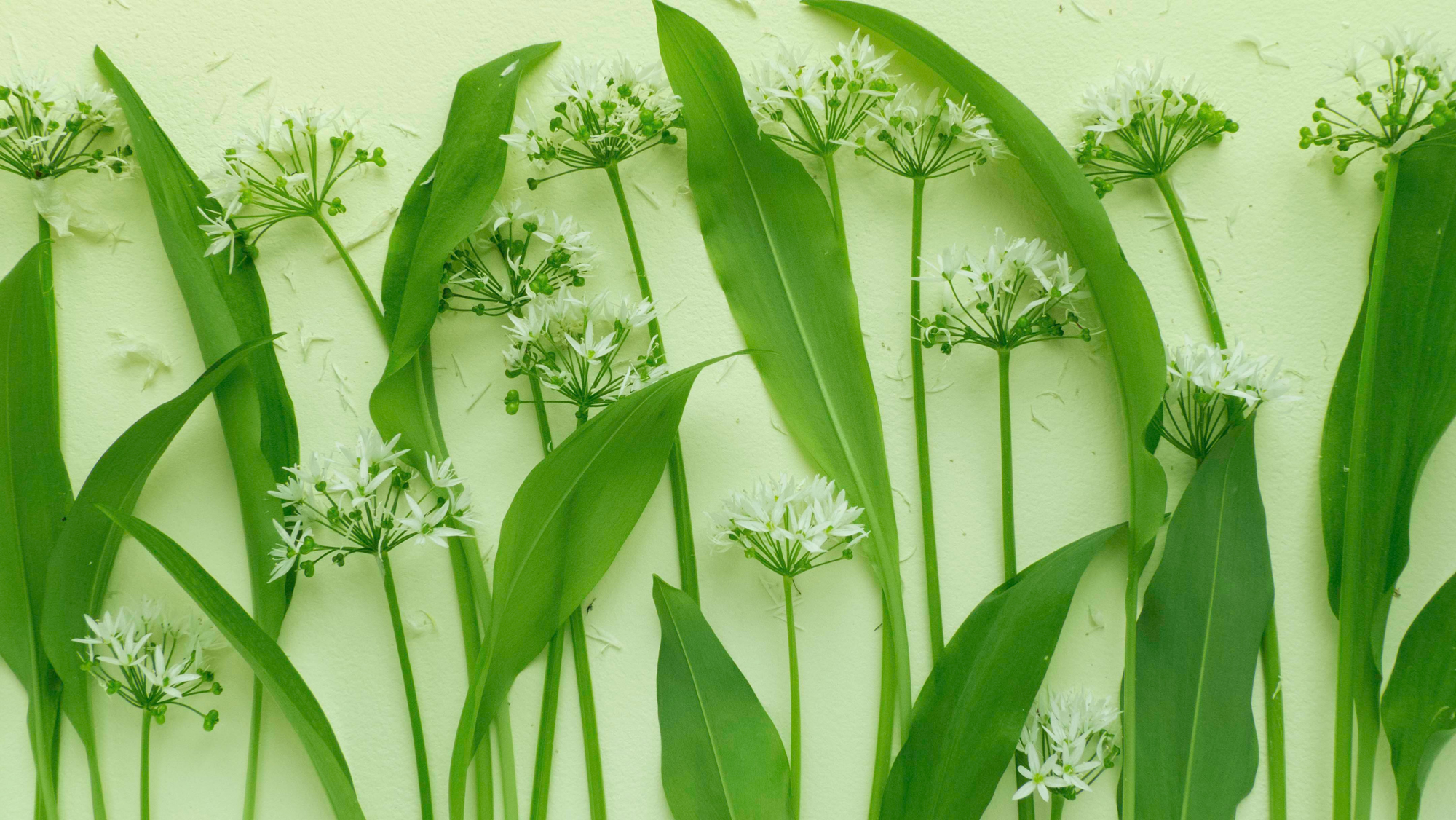 How to create an edible garden