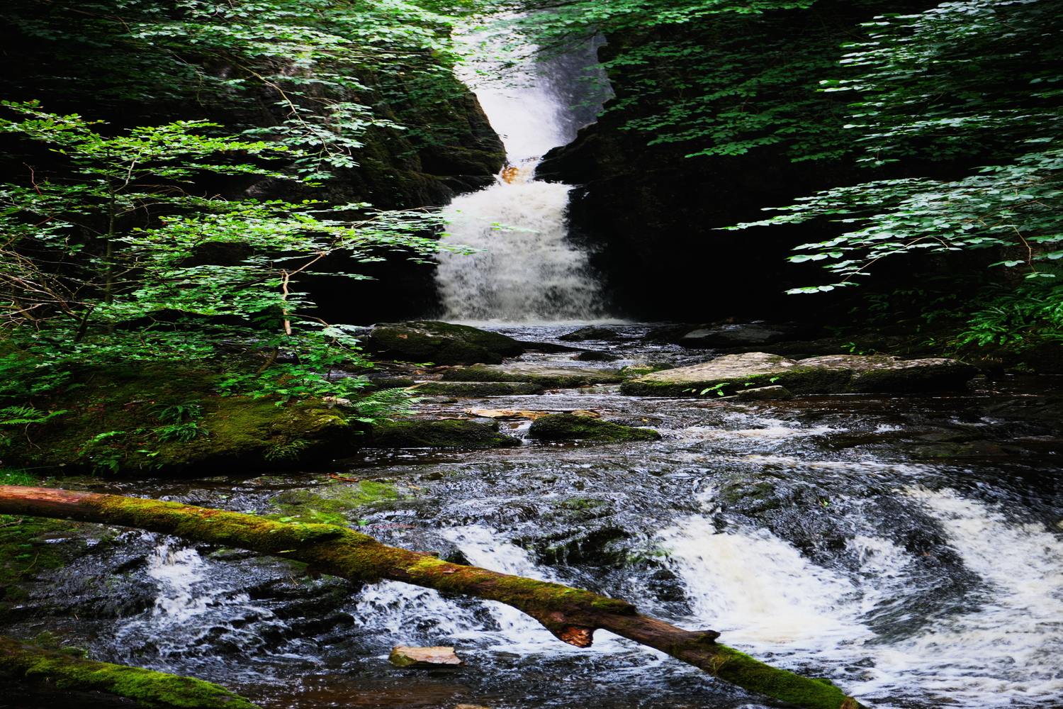 Catrigg_force