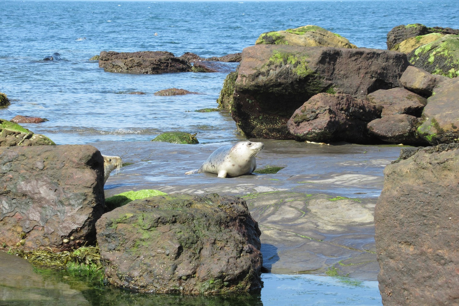Ravenscar