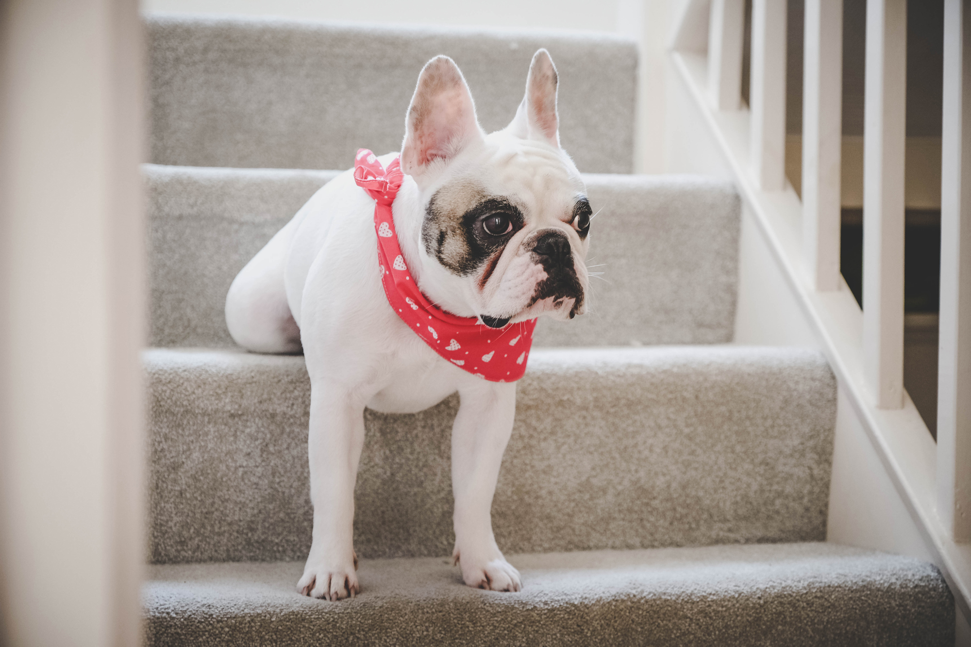 Barkitechture – How to incorporate animal first design into your home.