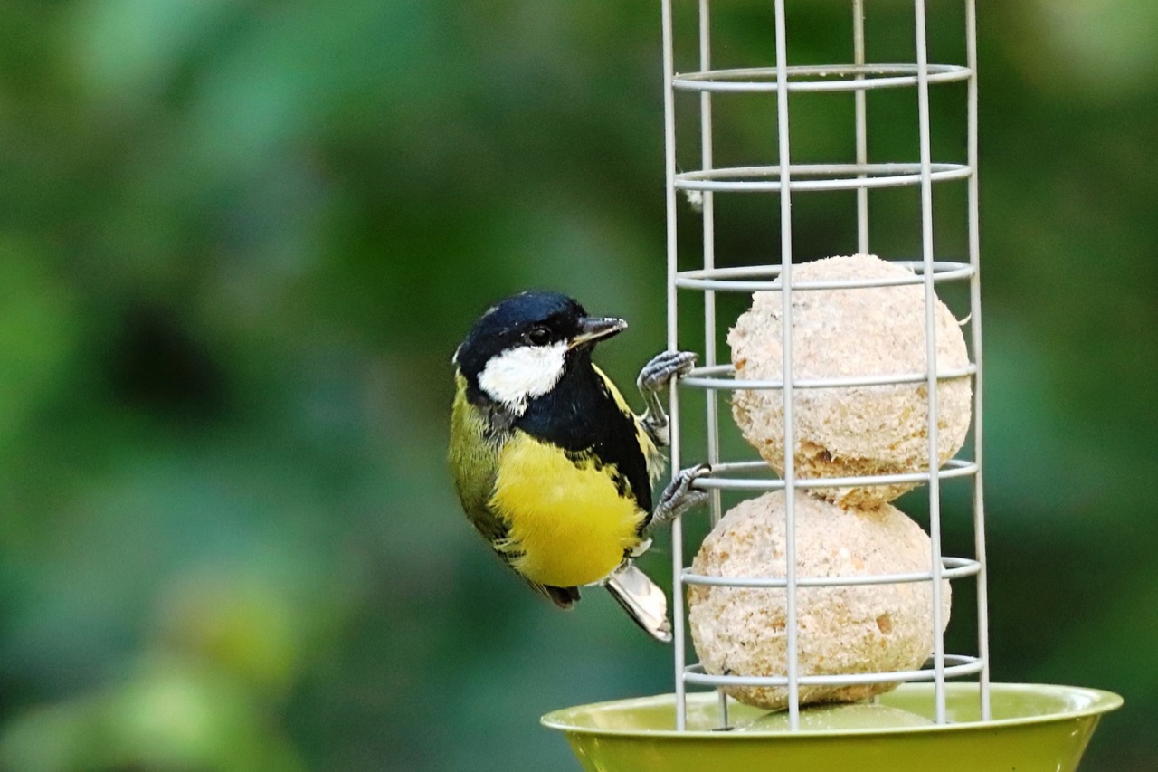 How To Attract Wildlife To A New Build Garden