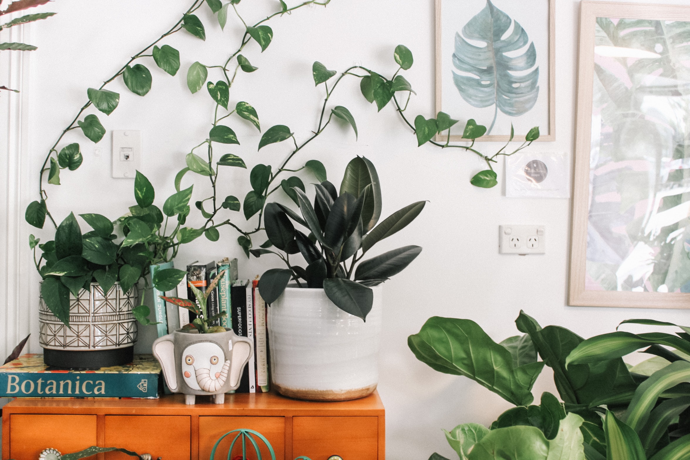 Bringing the benefits of nature into your home